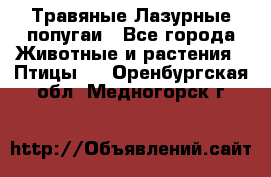 Травяные Лазурные попугаи - Все города Животные и растения » Птицы   . Оренбургская обл.,Медногорск г.